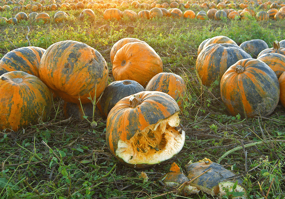 Aperçu des avantages des protéines de graines de courge bio