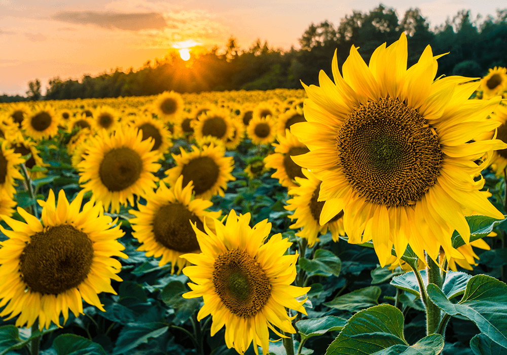 Aperçu des avantages des protéines de tournesol bio