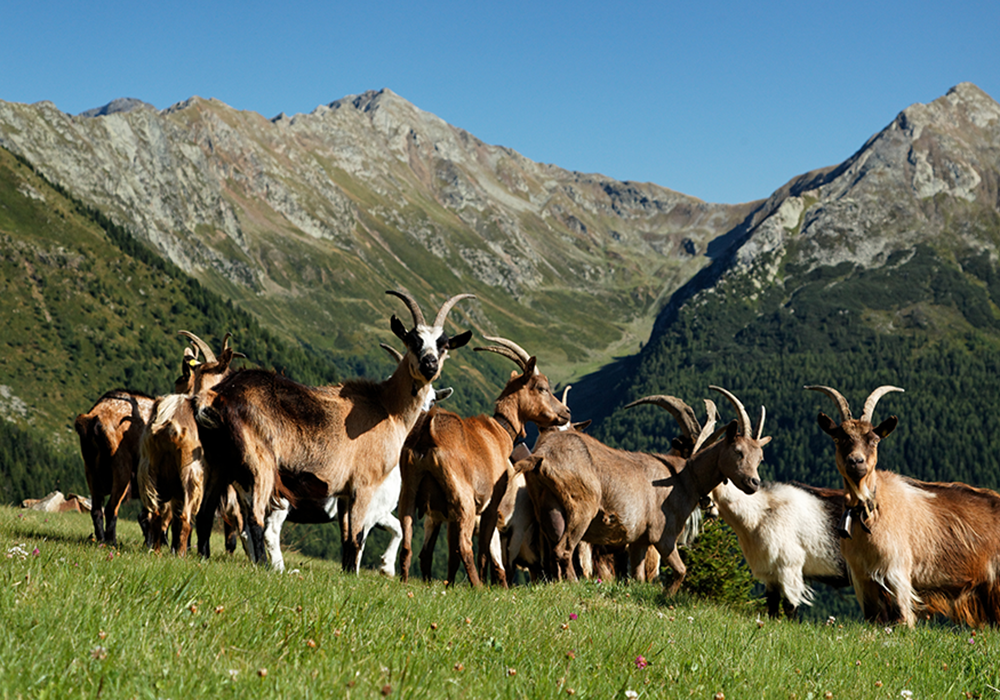 Aperçu des avantages des protéines de lactosérum de chèvre